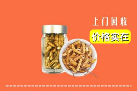 鄄城县回收散虫草